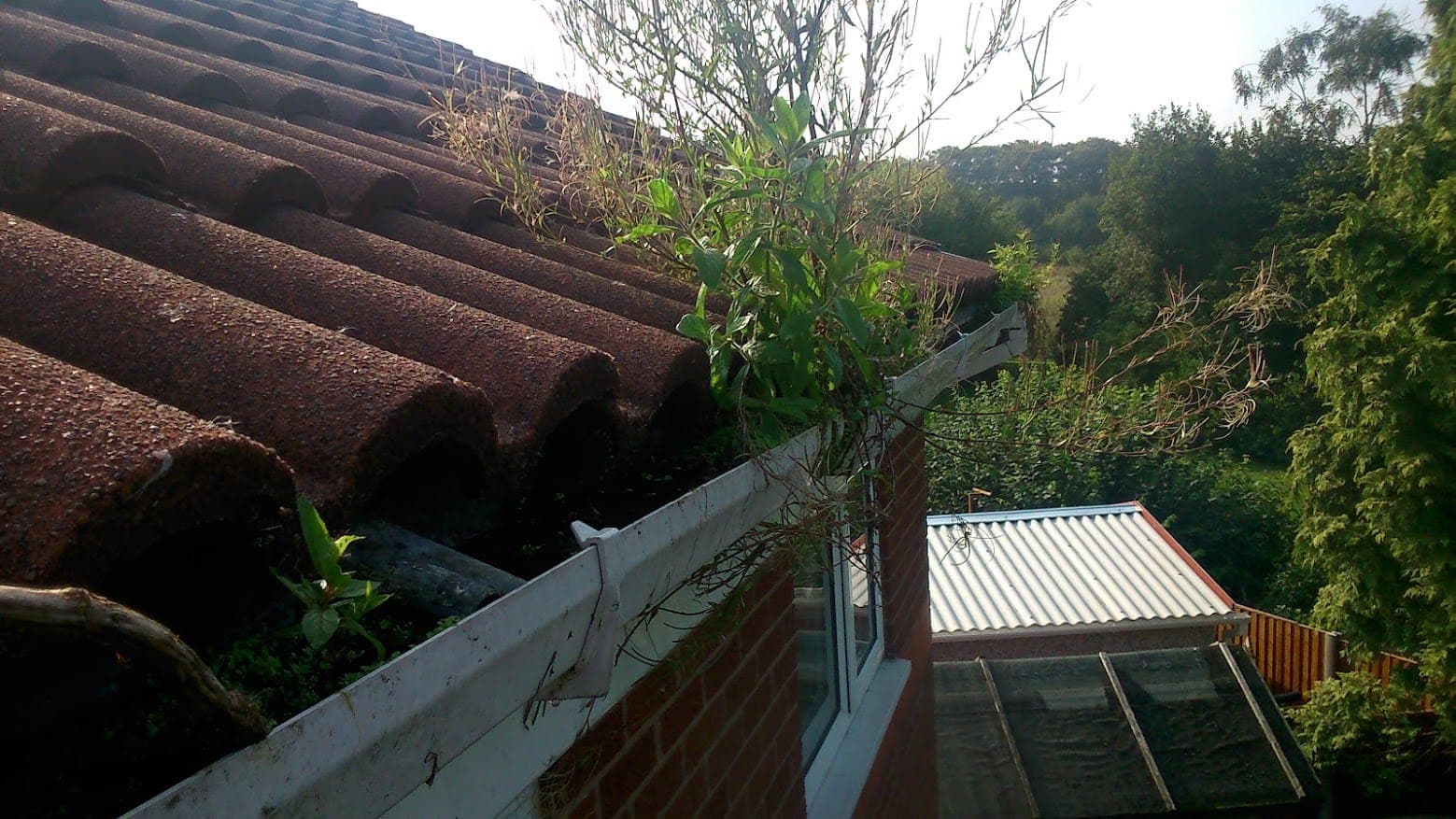 A large weed growing out of a domestic gutter blocked with moss and silt on a tiled roof