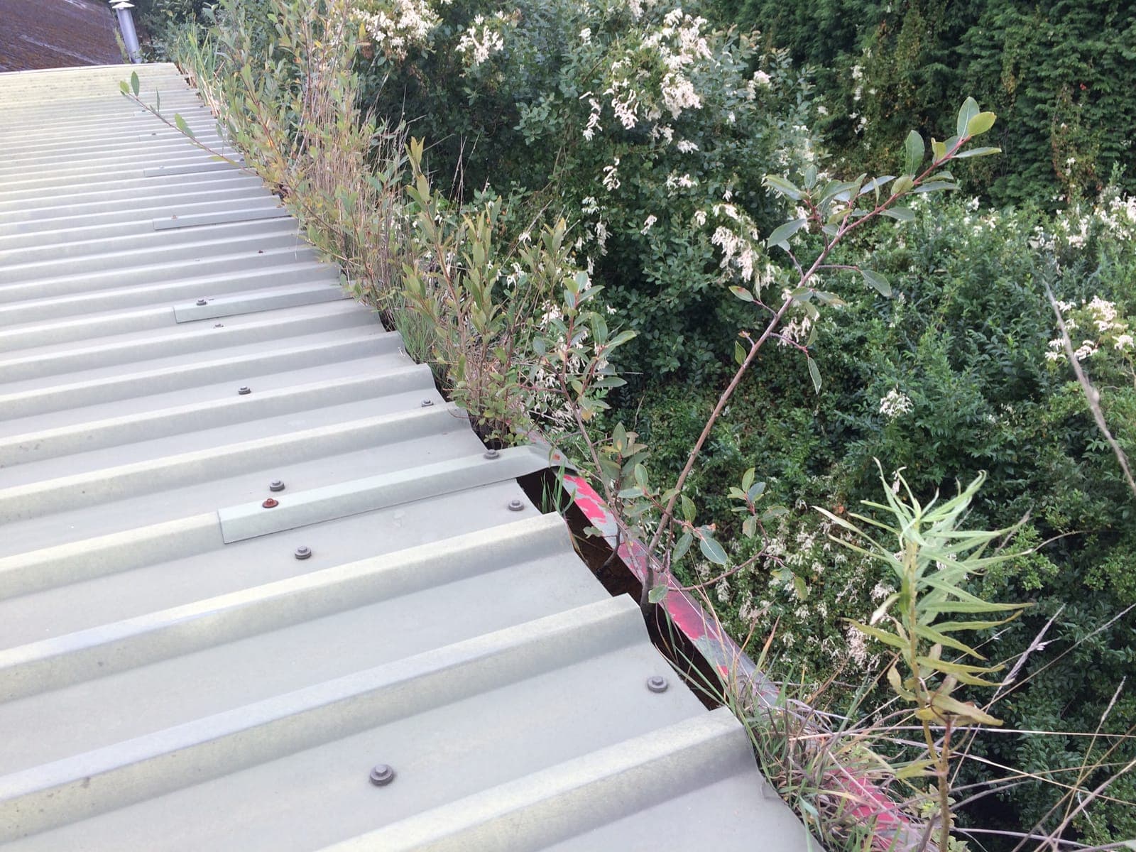 An industrial box gutter heavily overgrown with weeds and moss on a large commercial roof